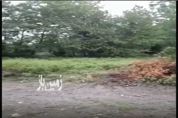 زمین در خط هشت چالوس شهرک عسگریان ۴۴۵ متر - تصویر 3
