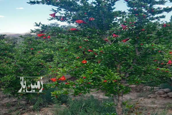 باغ در طارم آببر آستاکل ۳۰۰۰ متر-4