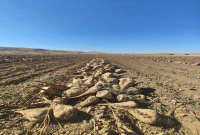 فروش زمین زراعی و باغ روستای رحمت آباد ۳۹۰۰۰۰ متر