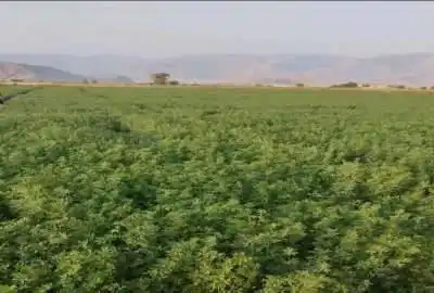 زمین کشاورزی در روستای شهنان ۲۲۵۰۰ متر