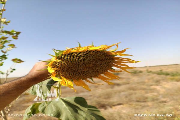 باغچه دو بر با درختان میوه امکانات آبیاری قطره ای و تانکر-1
