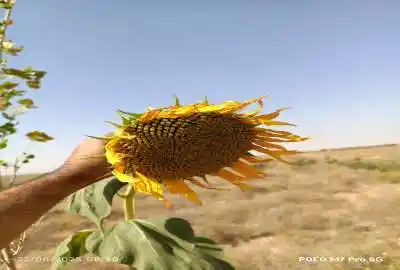 باغچه دو بر با درختان میوه امکانات آبیاری قطره ای و تانکر