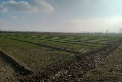 زمین در شوط روستای احمدآباد گدای کشاورزی