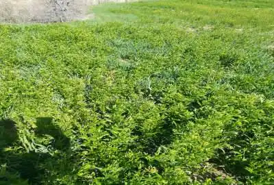 زمین کشاورزی آبی روستای بند یغمور
