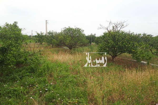 فروش قطعه زمین باغ در قائمشهر قراخیل-1