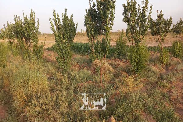 زمین با اب درخت استخر نزدیک کرمان درمحیط امن وارام-2