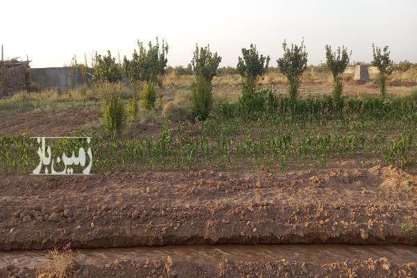 زمین با اب درخت استخر نزدیک کرمان درمحیط امن وارام-4