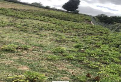 متراژ ۱۲۰۰متر زمین کشاورزی روستای گیله کلا علیا