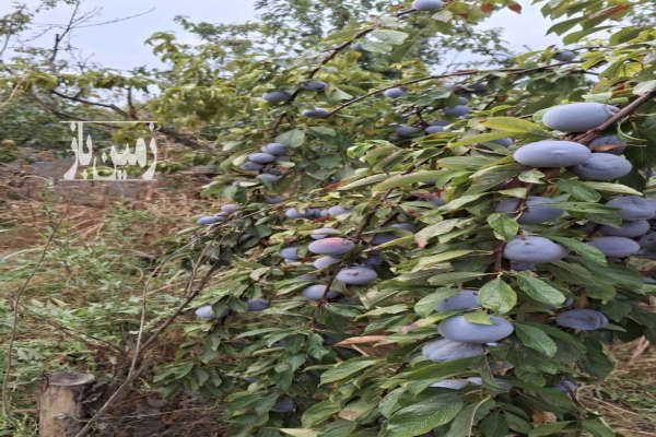 زمین چهار دیواری فروشی قاسم آباد کوچک-1