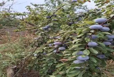 زمین چهار دیواری فروشی قاسم آباد کوچک
