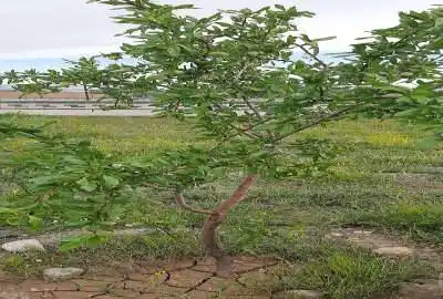 فروش زمین باغی ویلایی در سیس