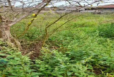 فروش زمین مسکونی در رودسر چافجیر