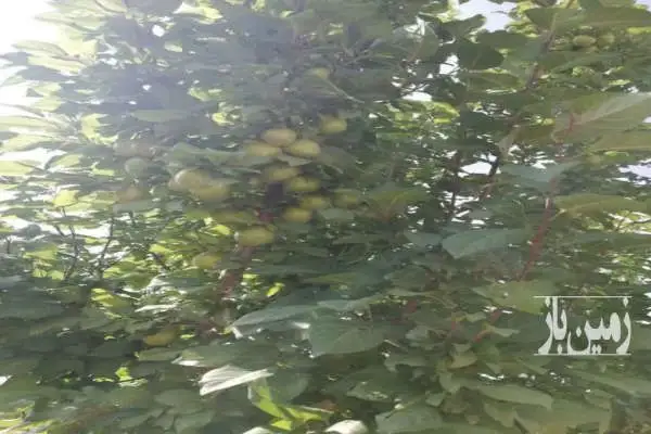 ویلا باغ در روستای خبر شهرستان شهربابک - تصویر 3