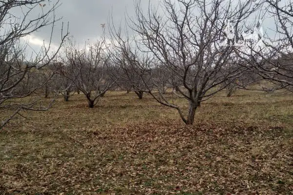 باغ سیب بر جاده آسفالت مراغه روستای هرق - تصویر 1