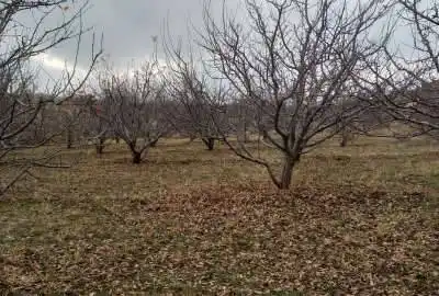 باغ سیب بر جاده آسفالت مراغه روستای هرق