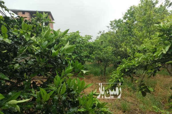 زمین ۴۸۳ متری در روستای تمسک عطایان دشت سر آمل-4