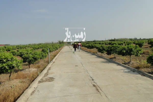 فرح آباد باغ مرکبات ۱۳ هکتار روستای شیرین بل-2
