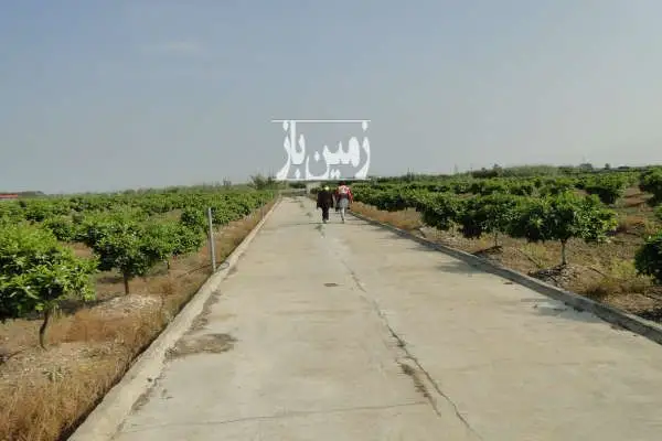 فرح آباد باغ مرکبات ۱۳ هکتار روستای شیرین بل - تصویر 2