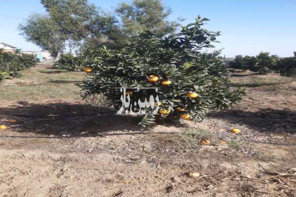 فرح آباد باغ مرکبات ۱۳ هکتار روستای شیرین بل-3