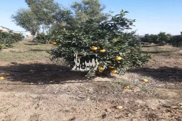 فرح آباد باغ مرکبات ۱۳ هکتار روستای شیرین بل - تصویر 3