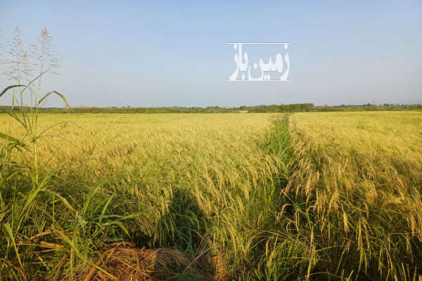 فروش زمین شالیزار در روستای گواسرای رودسر-1