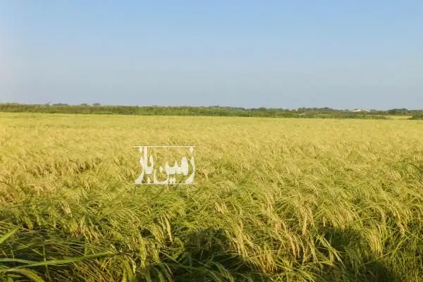 فروش زمین شالیزار در روستای گواسرای رودسر - تصویر 2