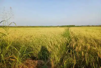 فروش زمین شالیزار در روستای گواسرای رودسر