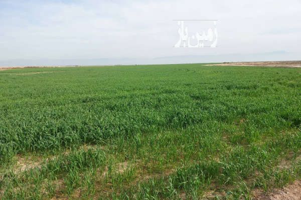 زمین ۴۲ هکتاری با مجوز دامداری گنبد کاووس روستای قزاقلی-2