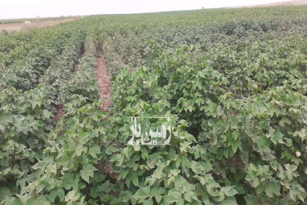 زمین ۴۲ هکتاری با مجوز دامداری گنبد کاووس روستای قزاقلی-4