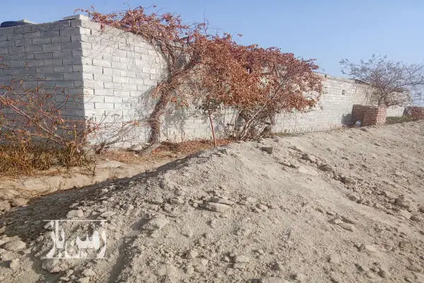 یک باغ انگور روستای قرچیبق - تصویر 1