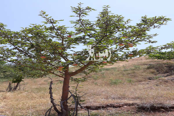 زمین و باغ در رودبارالموت بین روستای ازگنین سفلی و اویرک-2