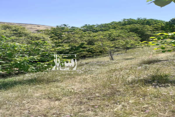 زمین و باغ در رودبارالموت بین روستای ازگنین سفلی و اویرک-3