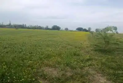 فروش زمین کشاورزی با سند تک برگ لب جاده