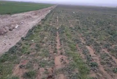 زمین ۵۰۰ متری صفادشت روستای ارغش آباد