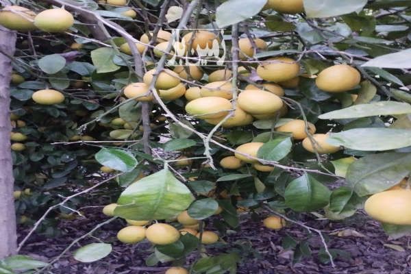 فروش باغ پرتقال به ثمر رسیده شیرود بعد از شهرک نفت-2