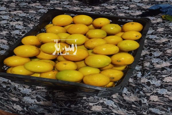 فروش باغ پرتقال به ثمر رسیده شیرود بعد از شهرک نفت-3