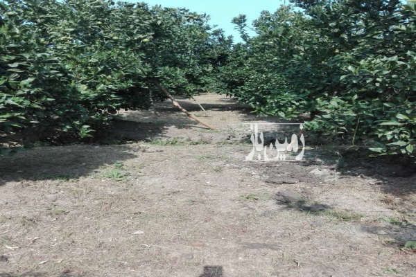 فروش باغ پرتقال به ثمر رسیده شیرود بعد از شهرک نفت-4
