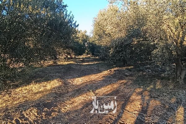 فروش باغ زیتون در شهرستان طارم ۸۵۰۰ متر-3