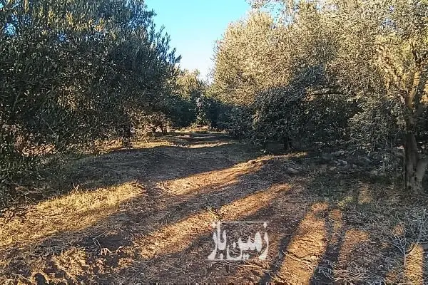 فروش باغ زیتون در شهرستان طارم ۸۵۰۰ متر - تصویر 3