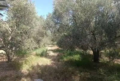 فروش باغ زیتون در شهرستان طارم ۸۵۰۰ متر