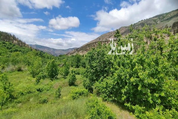 فروش ۱هکتار باغ گیلاس نوشهر کجور ناصرآباد-1