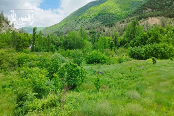 فروش ۱هکتار باغ گیلاس نوشهر کجور ناصرآباد-3