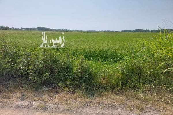 شالیزار مکانیزه آستانه اشرفیه کیسوم پایین بر جاده آسفالته-1