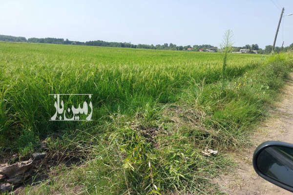شالیزار مکانیزه آستانه اشرفیه کیسوم پایین بر جاده آسفالته-2