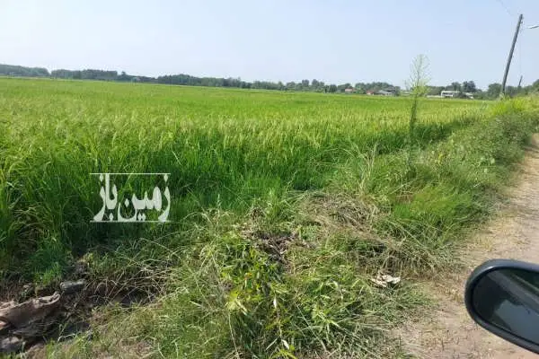 شالیزار مکانیزه آستانه اشرفیه کیسوم پایین بر جاده آسفالته - تصویر 2