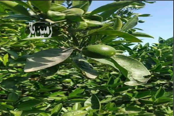 باغ مرکبات دارای سند تک برگ بابلکنار درون کلای شرقی-1