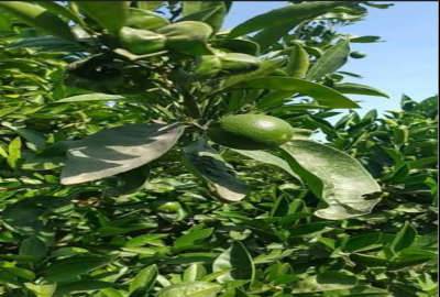 باغ مرکبات دارای سند تک برگ بابلکنار درون کلای شرقی