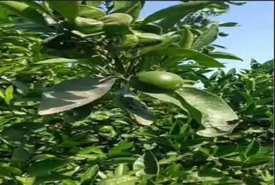 باغ مرکبات دارای سند تک برگ بابلکنار درون کلای شرقی