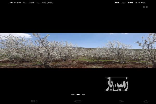 باغ گیلاس روستای سر دهلق صحنه ۲۰۰۰ متر-1