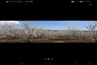 باغ گیلاس روستای سر دهلق صحنه ۲۰۰۰ متر